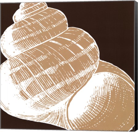 Framed Natural Shell III - mini Print