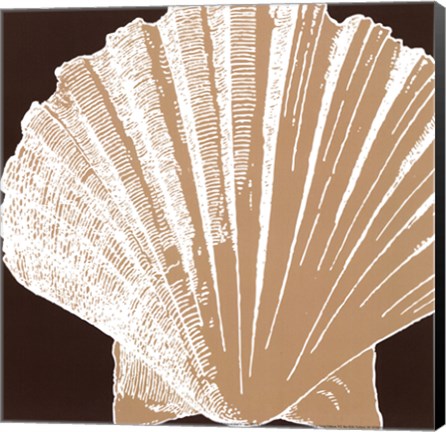 Framed Natural Shell IV - mini Print