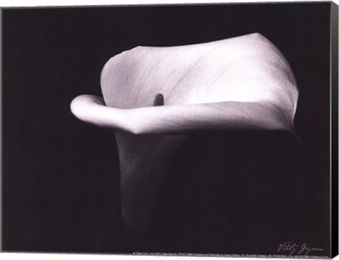 Framed Calla Lilly III - mini Print