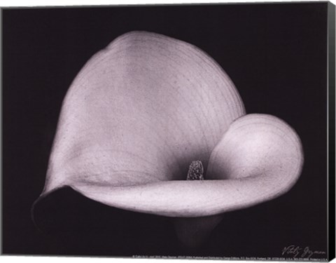 Framed Calla Lilly IV - mini Print