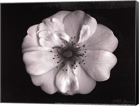 Framed Classic Beauty - mini Print
