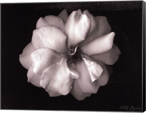 Framed Wild Rose- mini Print