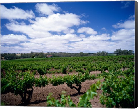 Framed Panoramic view of vineyards, Barossa Valley, South Australia, Australia Print