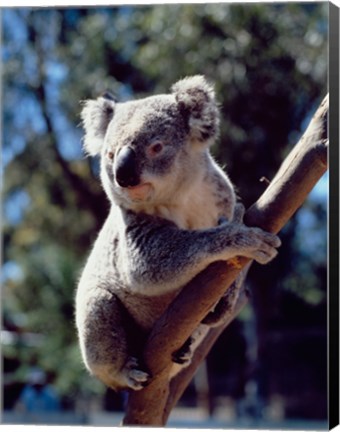 Framed Koala on a tree branch, Australia (Phascolarctos cinereus) Print