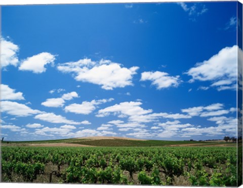 Framed Panoramic view of vineyards, Barossa Valley, South Australia, Australia Print