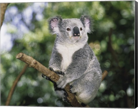 Framed Koala on a tree branch, Lone Pine Sanctuary, Brisbane, Australia (Phascolarctos cinereus) Print