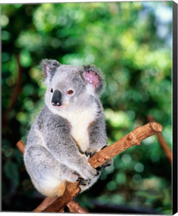 Framed Koala on a tree branch, Lone Pine Sanctuary, Brisbane, Australia (Phascolarctos cinereus) Print