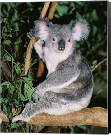 Framed Koala sitting on a tree branch, Lone Pine Sanctuary, Brisbane, Australia (Phascolarctos cinereus) Print