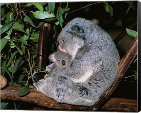 Framed Koala hugging its young, Lone Pine Sanctuary, Brisbane, Australia (Phascolarctos cinereus) Print
