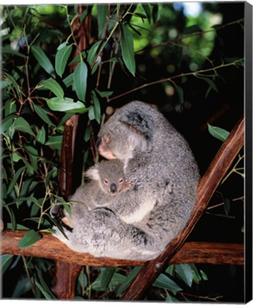 Framed Koala hugging its young, Lone Pine Sanctuary, Brisbane, Australia (Phascolarctos cinereus) Print