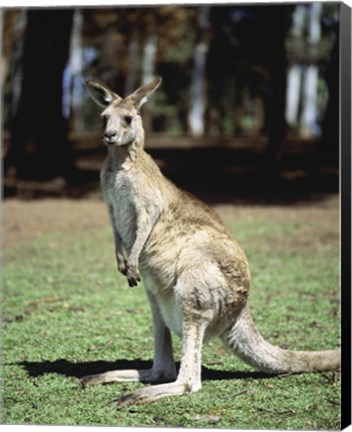 Framed Kangaroo in a field, Lone Pine Sanctuary, Brisbane, Australia Print