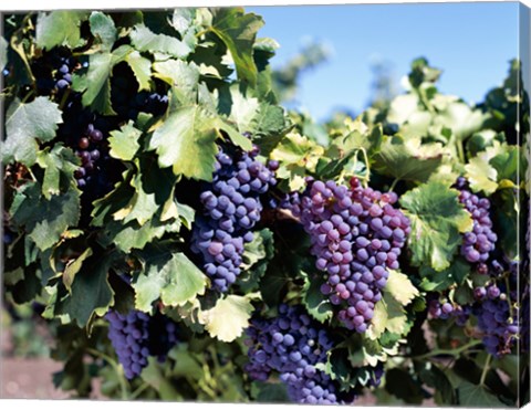 Framed Close-up of cabernet grapes, Nuriootpa, Barossa Valley, Adelaide, South Australia, Australia Print