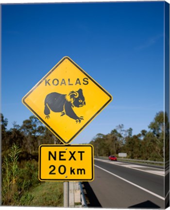 Framed Koala sign on the road, Queensland, Australia Print