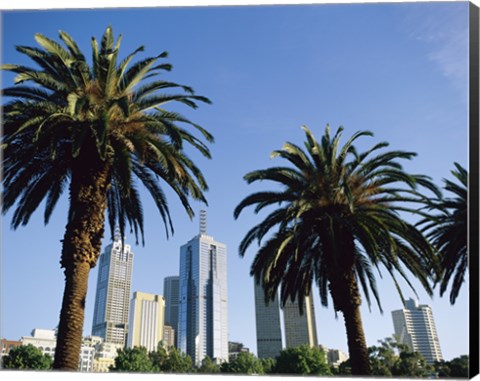 Framed Palm trees in a city, Melbourne, Australia Print