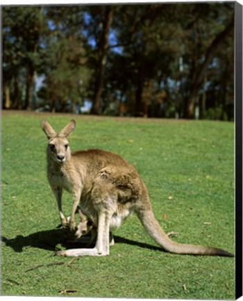 Framed Kangaroo carrying its young in its pouch, Australia Print