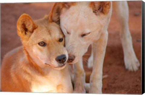 Framed Close-up of two dingoes, Australia Print