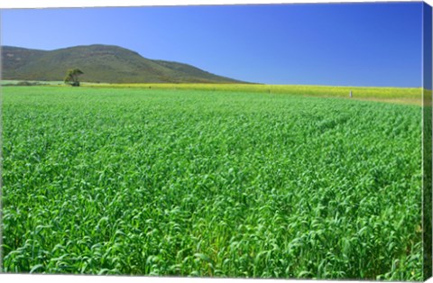 Framed Panoramic view of a wheat field, Eyre Peninsula, Australia Print