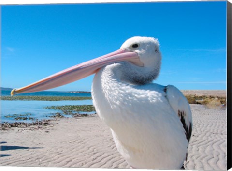 Framed Close-up of a pelican, Eyre Peninsula, Australia Print