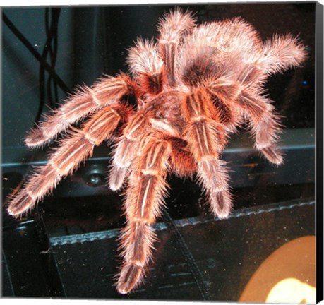 Framed Chilian Fire Hair Tarantula Print