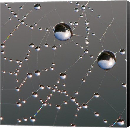 Framed Dew on Spider Web Print