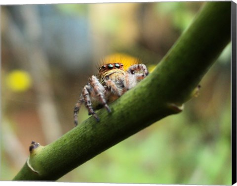 Framed Small Spider Print