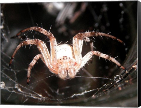 Framed Spider In Web Print