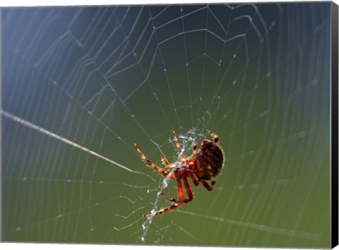 Framed Spider Spinning Its Web Print