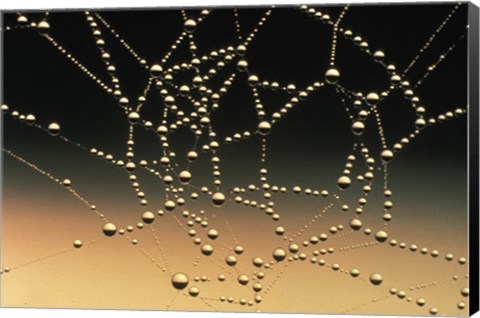 Framed Water Drops on Spiderweb Print