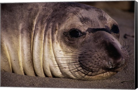 Framed Seal - close Print