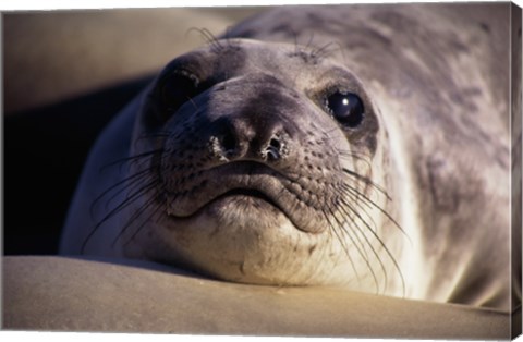 Framed Seal - photo Print