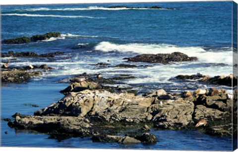 Framed Seals on rocks at the coast, California, USA Print