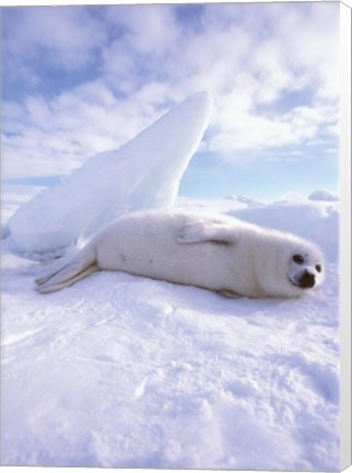 Framed Seal - laying Print