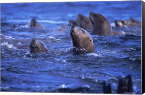 Framed Steller Sea Lions Print