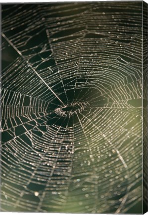 Framed Close-up of a spider&#39;s web Print