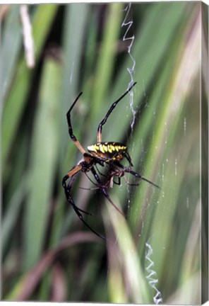 Framed Close-up of an Argiope Spider Print