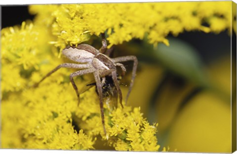 Framed Close-up of a Lynx Spider carrying a bee Print
