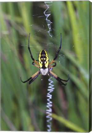 Framed Close-up of a Garden Spider Print