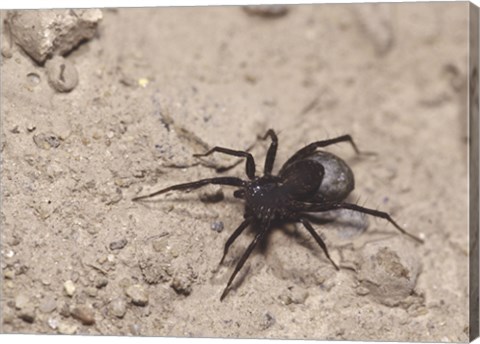 Framed High angle view of a Black Widow Spider Print