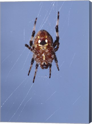 Framed Low angle view of a spider on web Print