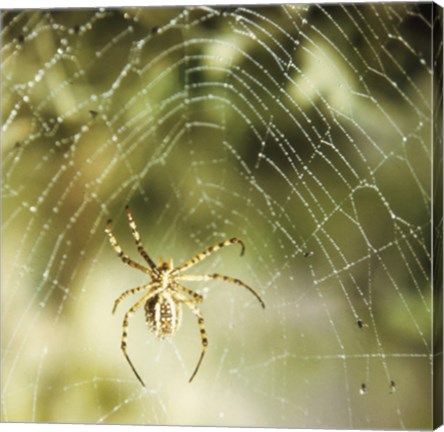 Framed Garden Spider Print