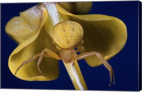 Framed Crab Spider Print