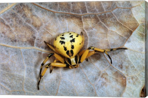 Framed Crab Spider Print