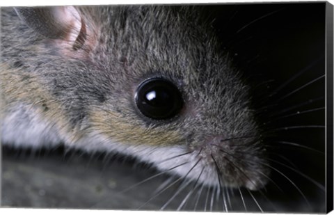 Framed White-footed Mouse - up close Print