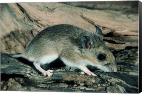 Framed White-footed Mouse Print