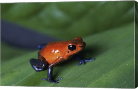 Framed Strawberry Poison Dart Frog Print