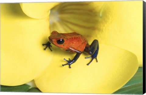 Framed Strawberry Poison Dart Frog Print