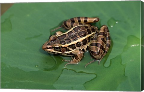 Framed Pickerel Frog Print