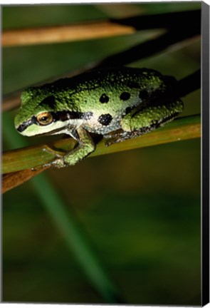 Framed Pacific Tree Frog Print