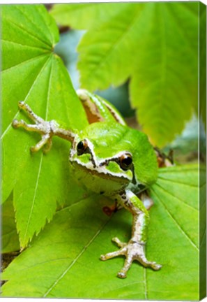 Framed Close-up of a Green Tree Frog on a leaf Print