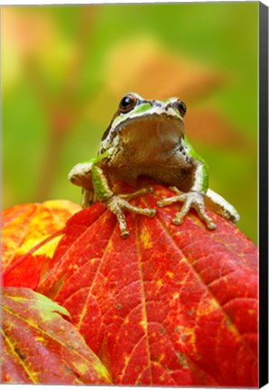 Framed Close-up of a Green Tree Frog on a leaf Print